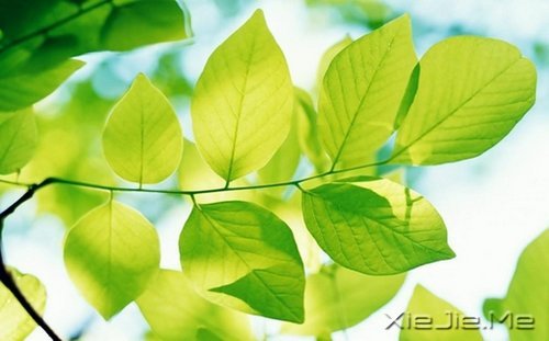 找个人去喜欢